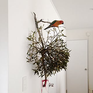 ペット/コガネメキシコインコ/クリスマス/宿り木/鳥部♡のインテリア実例 - 2013-12-08 08:52:22