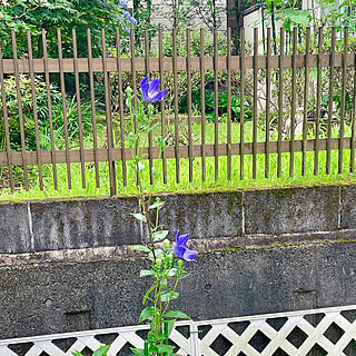 タイムライン見逃しがちですみません┏○/夏もすぐそこまで/むらさきの花/むらさき/データ待ち...などのインテリア実例 - 2023-06-30 10:33:31