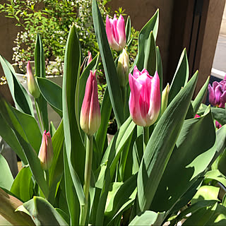 4月の庭/春の花/花のある風景/花が咲いた♡/花...などのインテリア実例 - 2021-04-10 12:59:07