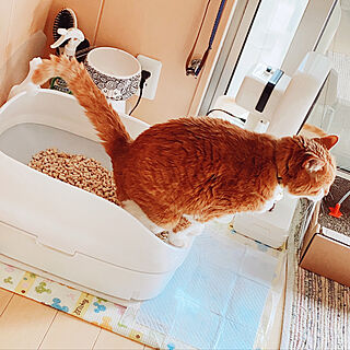 猫ちゃん想い/ニャンとも/ねこと暮らす。/ねこのいる日常/猫トイレ...などのインテリア実例 - 2021-06-22 09:28:29
