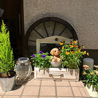 小さなお庭/ビオラ/DAISOの植木鉢/ナチュキチの雑貨/玄関インテリア...などのインテリア実例 - 2022-04-26 09:07:47