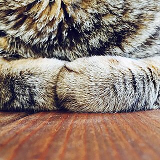 ねこと暮らす。/ネコがすき。/部屋全体/きじとら猫のインテリア実例 - 2016-03-30 17:23:11