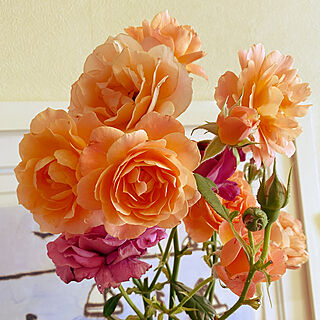 庭/ガーデニング/花のある暮らし/バラ/薔薇...などのインテリア実例 - 2022-06-04 11:02:25