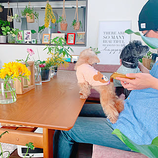 花のある暮らし/植物のある暮らし/犬と暮らす/いぬと暮らす/Ig→risa6100...などのインテリア実例 - 2020-03-21 20:23:01