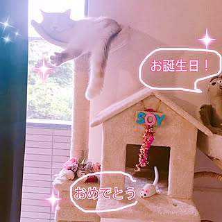 棚/キャットタワー/SOYくん/猫のインテリア実例 - 2019-07-05 10:49:25