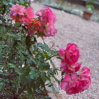 薔薇が好き/薔薇好き/薔薇のある暮らし/ばらが咲きました♡/玄関/入り口のインテリア実例 - 2020-05-26 17:22:57