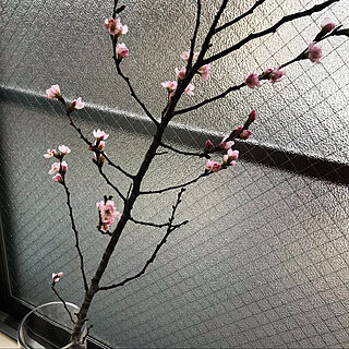 出窓のグリーン/桜/切り花/一人暮らし/ダイキ...などのインテリア実例 - 2020-02-03 15:09:42