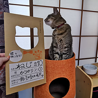 ベッド周り/猫トイレ/ねこのいる日常/ねこと暮らす。/ニャンとも...などのインテリア実例 - 2021-06-26 09:27:14