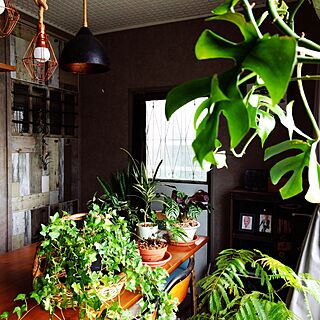 キッチン/観葉植物のある暮らし/観葉植物/観葉植物。/観葉植物のある部屋...などのインテリア実例 - 2017-05-27 09:45:56