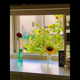ひまわり/夏の花/窓の外/キッチンのインテリア実例 - 2021-07-28 07:12:27