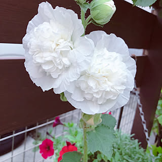 お花のある暮らし/植物のある暮らし/庭の植物たち/お庭のある暮らし/お庭を素敵にしたい♡...などのインテリア実例 - 2021-06-23 07:01:36