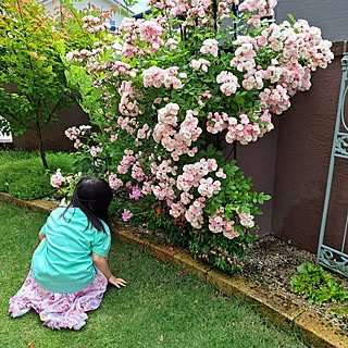 部屋全体/ピンク♡/芝生/加工なしの写真/緑のある暮らし...などのインテリア実例 - 2023-05-06 12:01:18