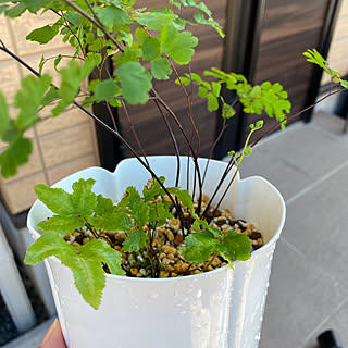 玄関/入り口/犬のピィちゃん/観葉植物/多肉植物/アジアンタム...などのインテリア実例 - 2023-07-29 11:21:51