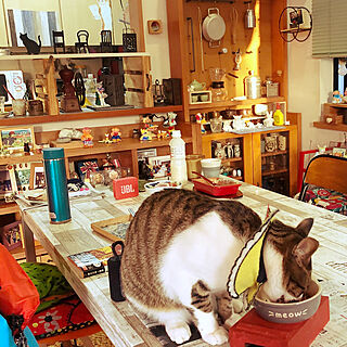 食卓に乗る猫/食卓でエサを食べたい/ねこのいる風景/白キジのん/机のインテリア実例 - 2021-03-11 06:52:13
