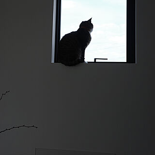 猫と暮らす家/ねこと暮らす/ねこのいる日常/まどからの眺め/窓...などのインテリア実例 - 2023-02-23 00:10:12