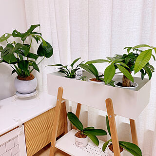 観葉植物/白い家具が好き/緑ある生活/部屋全体のインテリア実例 - 2021-09-06 17:58:56