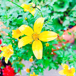 ベッド周り/雨☔が降りそうです…/花のある暮らし+..・* ❁/名前がわからない花/ちっちゃい黄色い花♥...などのインテリア実例 - 2018-06-18 06:38:35