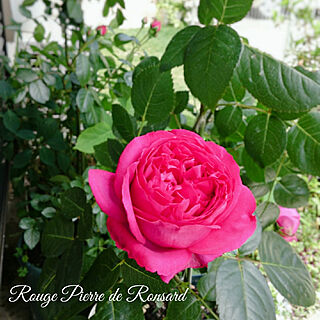 いいね！ありがとうございます♪/薔薇/薔薇のある庭に憧れて/バラ/ピエールドゥロンサール...などのインテリア実例 - 2020-05-12 12:54:17
