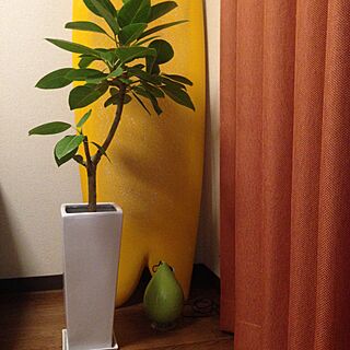 リビング/yellow/green/サーフボード/観葉植物のインテリア実例 - 2015-03-17 19:10:24