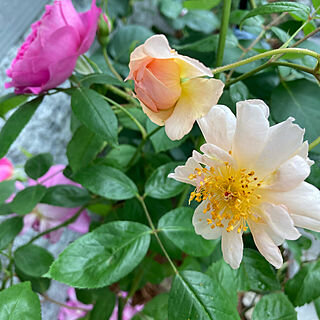 オールドローズ/雨の庭/つるバラ/ガーデニング/薔薇...などのインテリア実例 - 2022-05-31 08:52:34