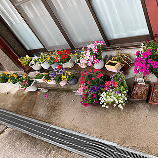 玄関/入り口/色んなお花/春のお花のインテリア実例 - 2024-05-16 21:07:03