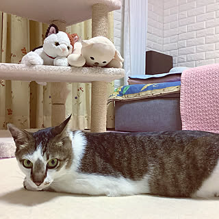 相手にされないぬいぐるみ/キャットタワー/猫の居る暮らし(*˙︶˙*)☆*°/猫のいる日常/こわもての猫...などのインテリア実例 - 2021-06-27 22:40:04