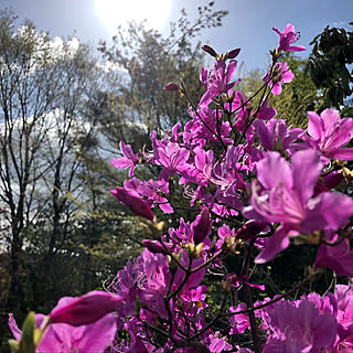 植物/季節を愉しむ/朝陽/お花/庭...などのインテリア実例 - 2020-04-22 21:36:57