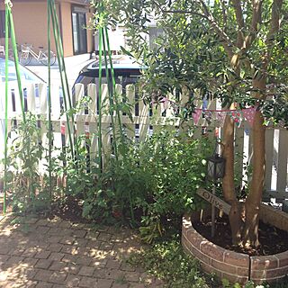 玄関/入り口/家庭菜園/オリーブ/記念樹/ガーランドのインテリア実例 - 2016-05-18 12:01:07