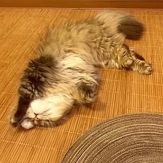 リビング/ねこのいる日常/ペルシャ猫/ねこ/おざぶ...などのインテリア実例 - 2016-06-03 22:44:16