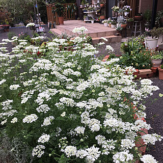 バス/トイレ/2018.5.7☁️→☔️/オルラヤ満開/オルラヤ/花のある暮らし...などのインテリア実例 - 2018-05-07 18:12:50