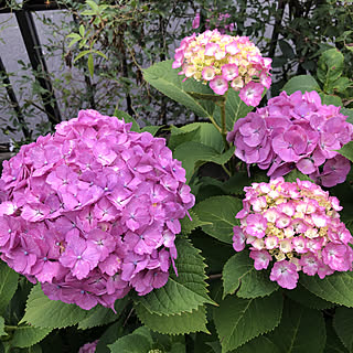 あじさい/紫陽花/築30年超/昭和な家/古いおうち...などのインテリア実例 - 2022-06-14 16:08:47