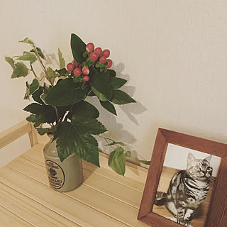 植物のある部屋/植物と暮らす/植物が好き/植物のある生活/植物のある暮らし...などのインテリア実例 - 2019-09-28 12:10:54