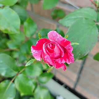 リビング/北海道/小さな庭/花のある暮らし/薔薇...などのインテリア実例 - 2023-06-26 08:30:30