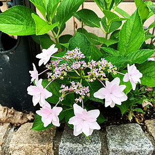 スミダノハナビ/墨田の花火/紫陽花/花のある暮らし/植物のある暮らし...などのインテリア実例 - 2021-06-10 08:47:09