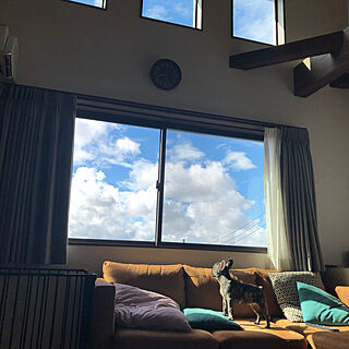 わんこと暮らす家/窓から見える空/三つヒダカーテン/リビングのインテリア実例 - 2021-04-29 19:26:06