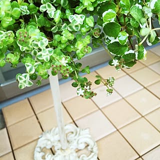 玄関/入り口/ギャザリング寄せ植え/ギャザリング/寄せ植え初心者/グリーンのある暮らし...などのインテリア実例 - 2017-06-24 11:05:14