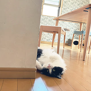 ねこのいる日常/猫と暮らす/ねこと暮らす/猫の部屋/保護猫と暮らす...などのインテリア実例 - 2022-07-06 10:53:55