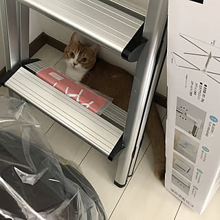 クローゼット/成長記録/猫のいる生活/マンチカン 短足/部屋全体...などのインテリア実例 - 2019-07-10 14:52:04