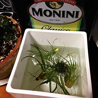 バス/トイレ/NO GREEN NO LIFE/多肉植物/植物/お気に入り☻...などのインテリア実例 - 2014-10-08 17:25:18