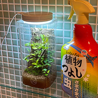 いろいろな植物つよし/アースガーデン/害虫対策/植物のある暮らし/ガーデニング...などのインテリア実例 - 2023-05-26 06:35:24