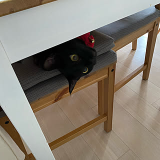 IKEAのダイニングテーブル&チェア/生活感のある家/猫と暮らす/いいね、訪問♡ありがとうございます♫/猫のいる風景...などのインテリア実例 - 2021-06-16 08:55:50