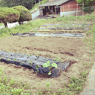 自給自足生活/畑/田舎暮らし/古民家暮らし/庭...などのインテリア実例 - 2019-05-04 18:57:21