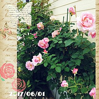 玄関/入り口/薔薇が好き/記録用/いつもいいねやコメありがとうございます♡/NO GREEN NO LIFE...などのインテリア実例 - 2017-06-01 18:06:40