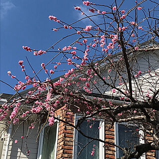 部屋全体/青空が好き/梅の花が咲いてます/2018.3.6/春が待ち遠しい...などのインテリア実例 - 2018-03-06 11:11:38