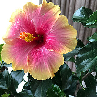 ハイビスカス咲きました♪/お花のある暮らし/お花大好き♡/リビングのインテリア実例 - 2021-08-25 21:51:05