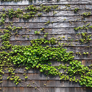 レッドシダーの外壁/レッドシダー/ナツヅタ/植物のある暮らし/外壁...などのインテリア実例 - 2020-04-14 08:20:22