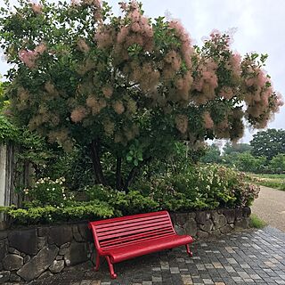 壁/天井/スモークツリー/7月1日/花のある暮らし/お花大好き♡のインテリア実例 - 2017-07-01 18:42:48