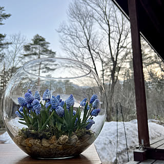 ガラス好き/ガラスの花瓶/フラワーベース/ムスカリ水栽培/ムスカリアズレウム...などのインテリア実例 - 2022-04-09 19:14:05