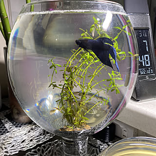 水生植物/お洒落な空間/癒しの空間/植物のある暮らし/雑貨...などのインテリア実例 - 2021-09-22 19:44:36