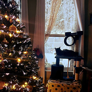 Christmas/猫と窓/クリスマスツリー/クリスマス/猫のいる風景...などのインテリア実例 - 2022-12-21 13:52:41